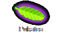 Pukatea